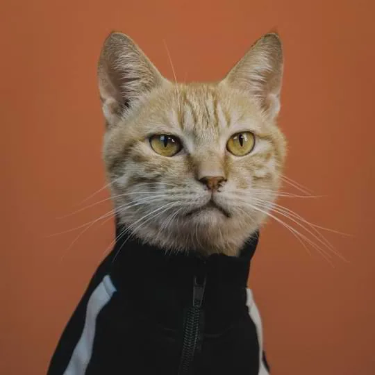 我们通过提供专业工具，助力电竞爱好者 - JJB